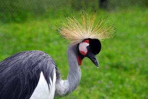 Venecijanska dizalica Venecijanska dizalica